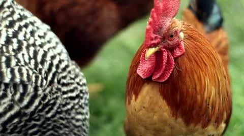 Chickens 03 - Rooster crowing Stock Footage 8838315