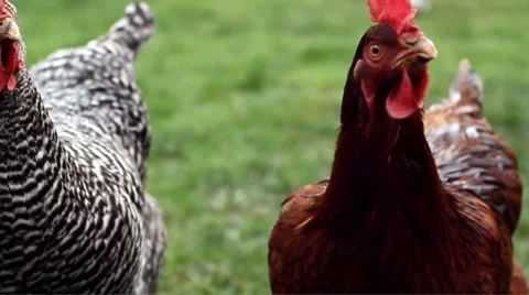 Chickens 09 - Portrait of two hens Stock Footage 8720245