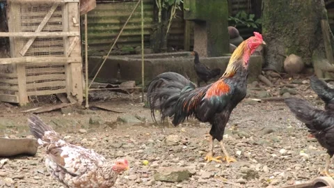 Chickens (1) Stock-Footage 328983715