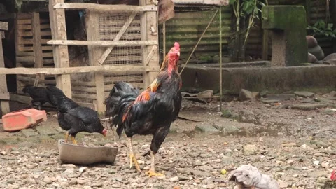 Chickens (11) Video stock 328983931