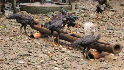 Chickens  (2) Stock Footage 328983691