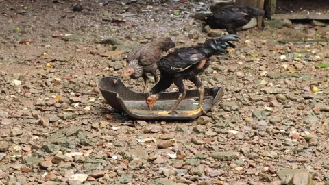 Chickens (3) Video stock 328983750