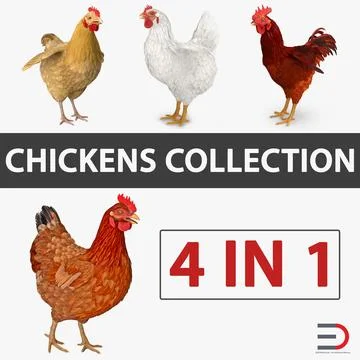 Chickens 3D Models Collection 3D Model
