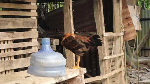 Chickens (4) Stock Footage 328983687