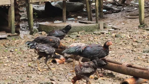 Chickens  (5) Video stock 328983690