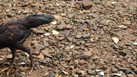 Chickens (6) Stock Footage 328983765