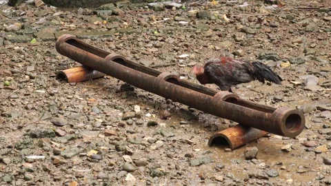 Chickens (7) Video stock 328983769