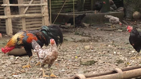 Chickens  (9) Stock Footage 328983909