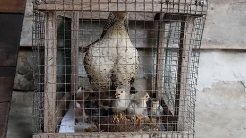 Chickens and chicks in cages Stock Footage 306705408