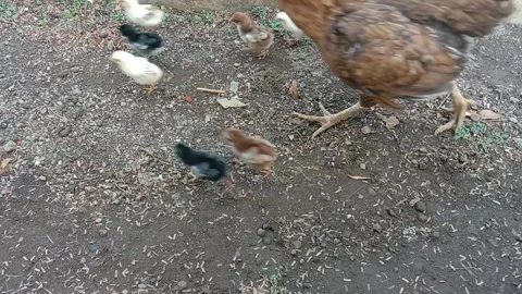 Chickens and chicks run quickly Stock Footage 295427443