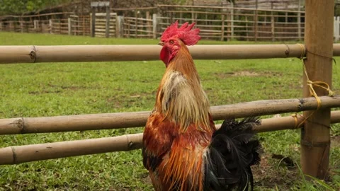 chickens-and-cocks-eating-grains-farm-a-stock-video-pond5
