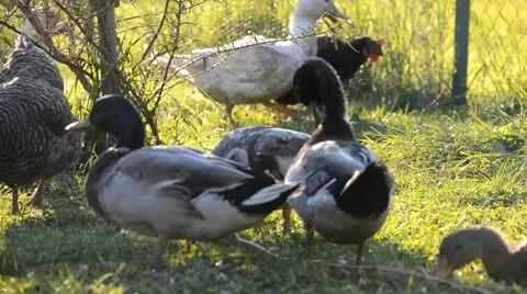Chickens and ducks on the farm Stock Footage 41636896