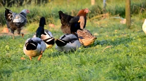 Chickens and ducks on the farm Stock Footage 43256102