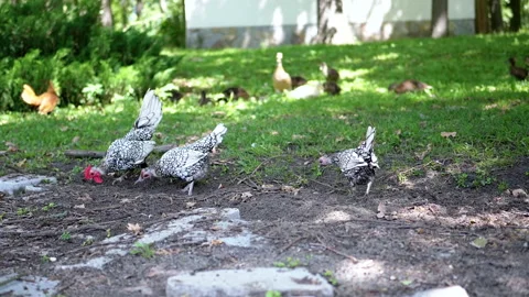 Chickens and Ducks on a Farm 스톡 동영상 293216604