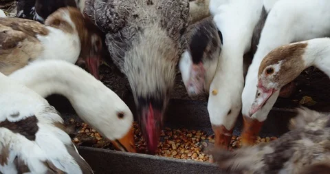 The Chickens And Ducks Feeding Stock-Footage 125937323