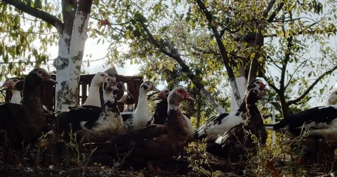 The Chickens And Ducks Feeding Stock-Footage 125937364