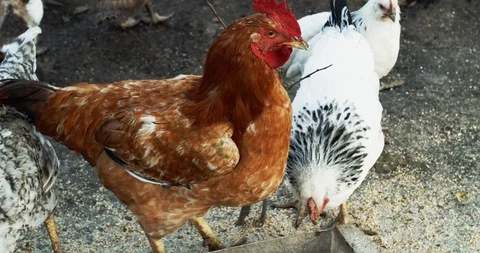 The Chickens And Ducks Feeding Stock-Footage 125937534