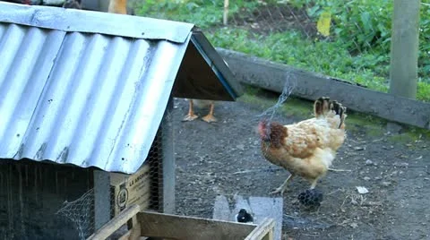 Chickens and ducks Stock Footage 20607187