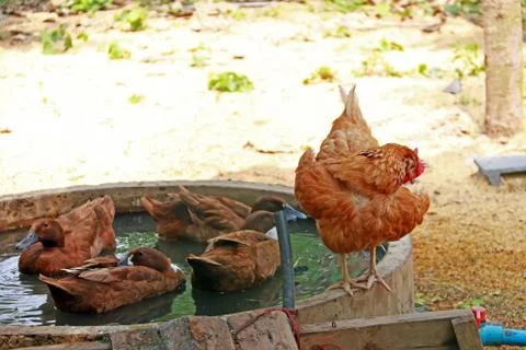 Chickens and ducks freedom on an organic farm Stock Photos