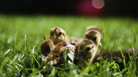 Chickens and ducks on a grass Видео 92408804