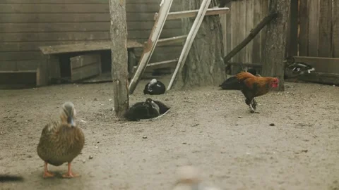 Chickens and Ducks in a Rustic Farmyard Setting Surrounded by Nature and Scenic Video stock 311531178