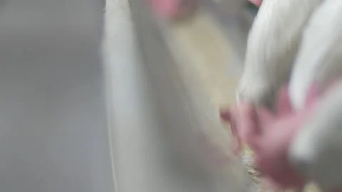 Chickens and eggs Stock Footage 212834685