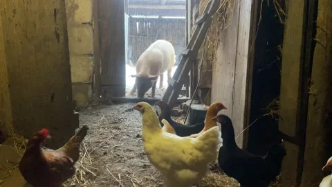 Chickens and a pig. Stock Footage 233084074