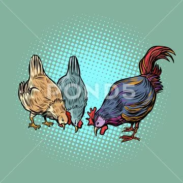 Chickens and rooster. farm bird Stock Illustration