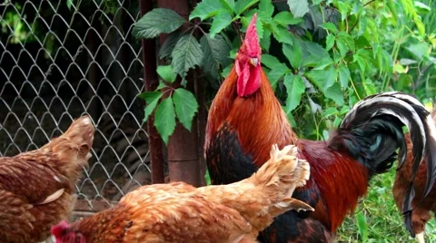 Chickens and rooster Stock Footage 52104226