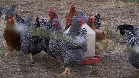 Chickens and rooster 库存影片 97763736