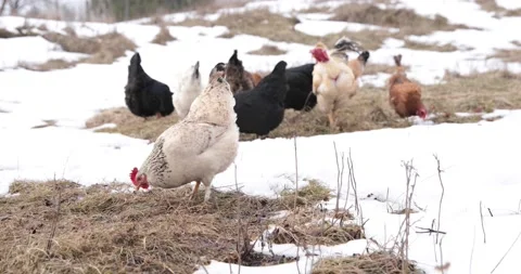 Chickens and a rooster graze in winter. Stock Footage 150458020