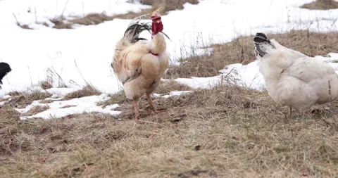 Chickens and a rooster graze in winter. Stock Footage 150458041