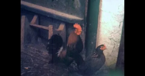 Chickens and rooster inside an old wooden barn, USSR rural life, 1970s. Stock Footage 329562580