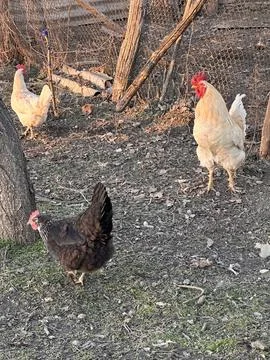 Chickens and Rooster in Rustic Sunset Scene Stock Photos