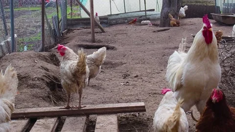 Chickens and a rooster walk in their pen down the street Stock Footage 187156832