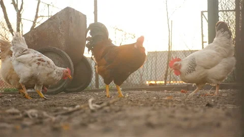 Chickens and rooster in the yard Stock Footage 107744033
