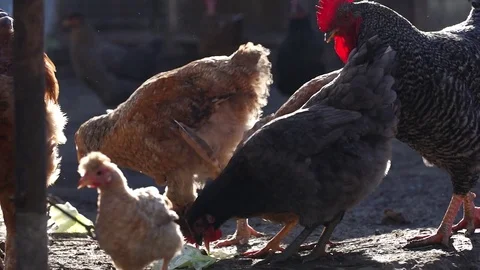 Chickens and roosters Stock Footage 84185070