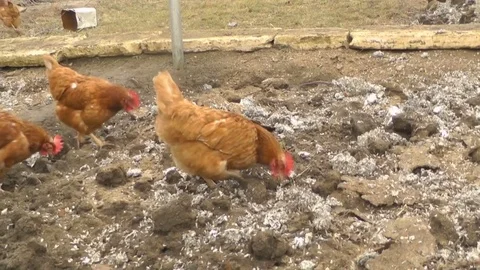 Chickens and Roosters Walk in the Yard and Chew Sunflower Seeds Stock Footage 73592425