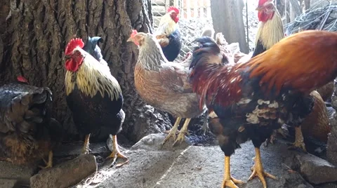 Chickens and roosters walking around the yard Stock Footage