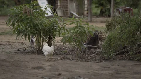 Chickens and Small Mango Trees in Backyard, Rural Conde, Paraíba Stock Footage 320571733