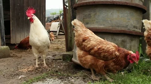 Chickens and white rooster walking Video stock 20045617