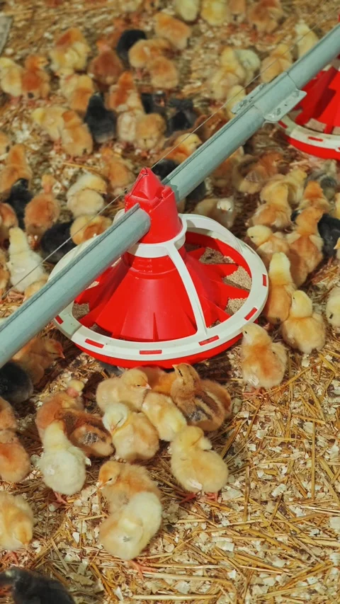 Chickens are actively feeding and drinking in a bustling poultry farm Video stock 303848360