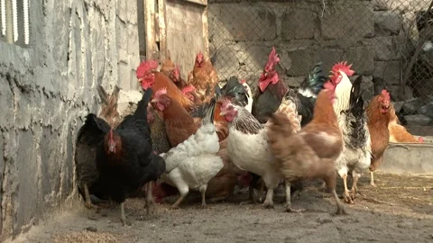 The chickens are clucking 1 Stock Footage 314519018
