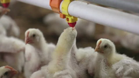 Chickens are drinking water in close farm, temperature and light control , Th Stock Footage 202671410