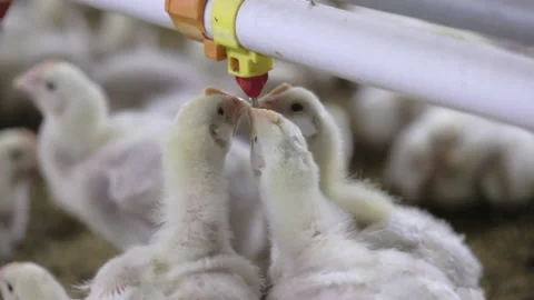 Chickens are drinking water in close farm, temperature and light control , Th Stock Footage 212603304