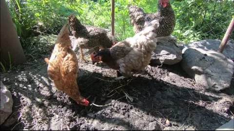 Chickens are eating. Stock-Footage 134726203