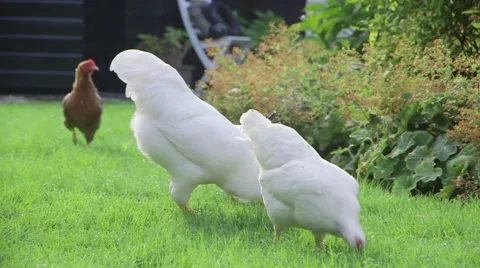 Chickens are eating in garden Stock Footage