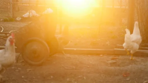 Chickens are looking for grain in the ground Stock Footage 107735624