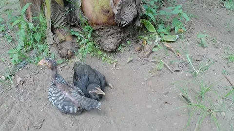 Chickens are lying on warm ground 스톡 동영상 241911755
