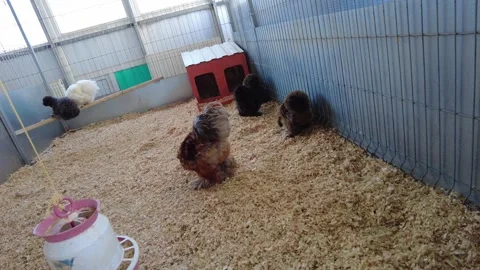 Chickens are moving around in a coop with wood shavings and a feeder Stock Footage 340357304